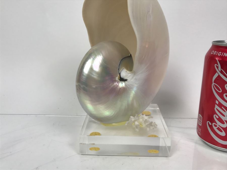 Large Nautilus Shell On Lucite Base [Photo 6]