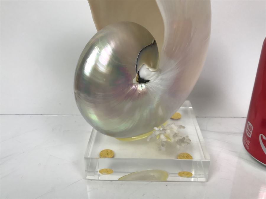 Large Nautilus Shell On Lucite Base [Photo 3]