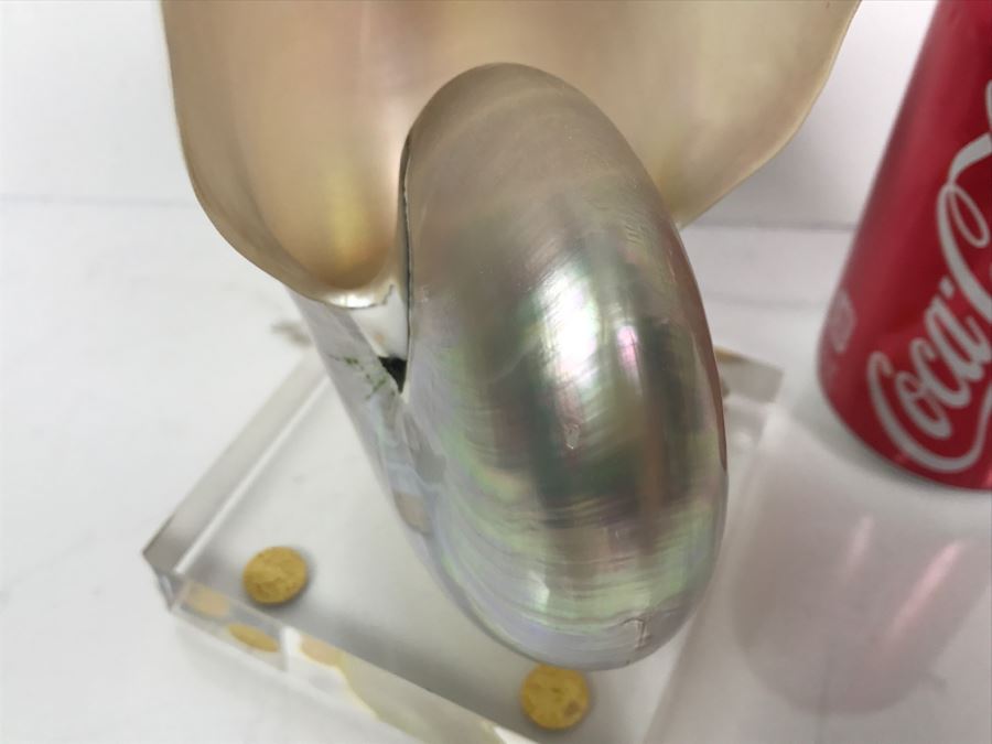Large Nautilus Shell On Lucite Base [Photo 11]