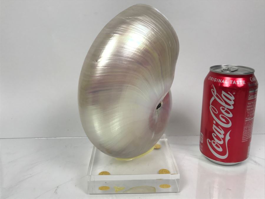 Large Nautilus Shell On Lucite Base [Photo 8]