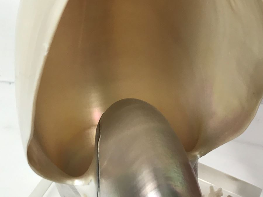 Large Nautilus Shell On Lucite Base [Photo 12]