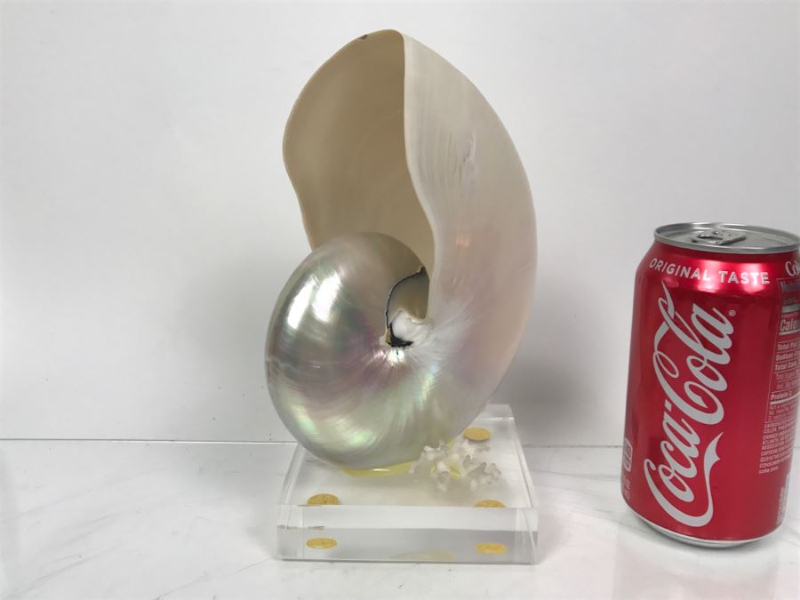 Large Nautilus Shell On Lucite Base [Photo 1]