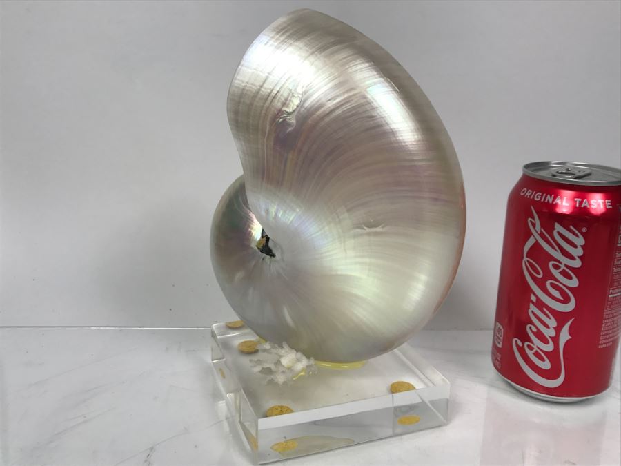 Large Nautilus Shell On Lucite Base [Photo 7]
