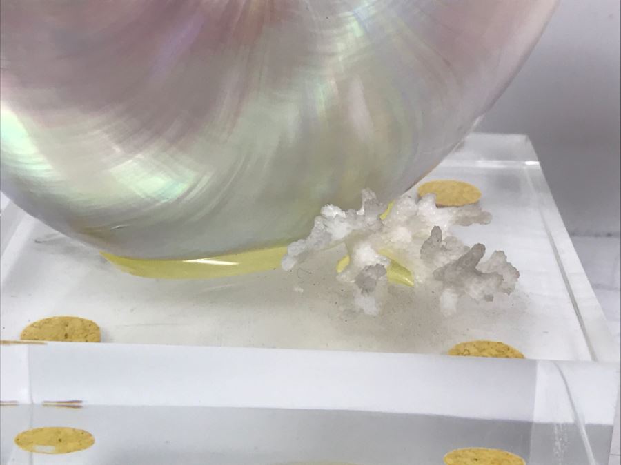 Large Nautilus Shell On Lucite Base [Photo 4]