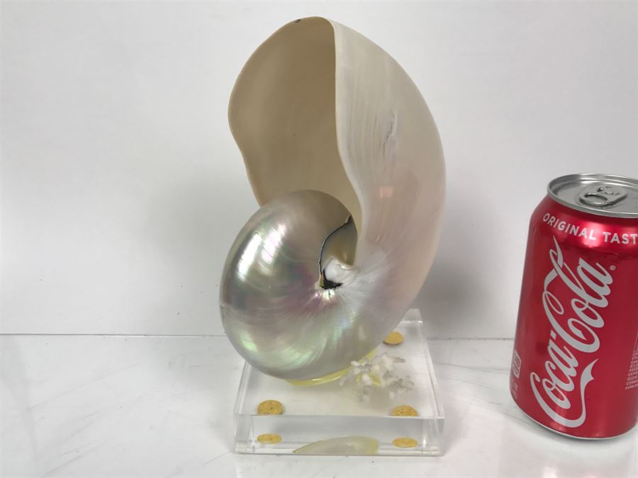Large Nautilus Shell On Lucite Base [Photo 2]
