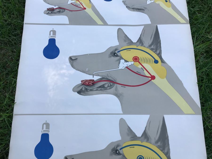 Vintage German School Pull Down Map Of Dog From Deutsches Hygiene - Museum Dresden [Photo 3]