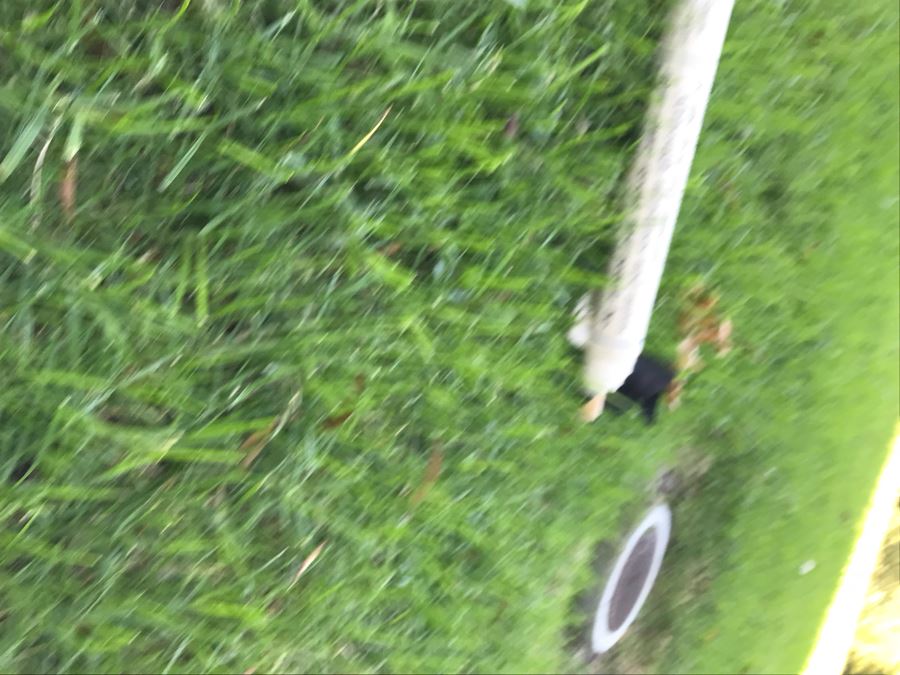 Vintage German School Pull Down Map Of Dog From Deutsches Hygiene - Museum Dresden [Photo 8]