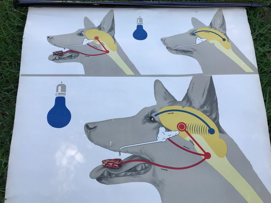 Vintage German School Pull Down Map Of Dog From Deutsches Hygiene - Museum Dresden [Photo 2]
