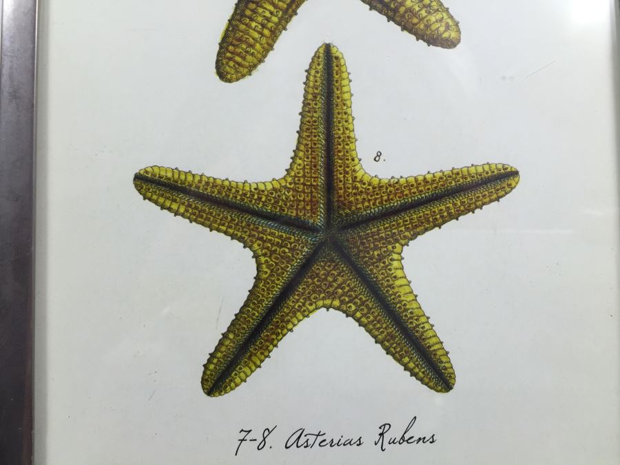 JUST ADDED - Pair Of Adjustable Metal Display Stands [Photo 4]