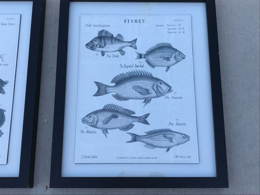 Pair Of Framed Prints Of Reptiles And Fishes 13.5' X 16.5' [Photo 2]