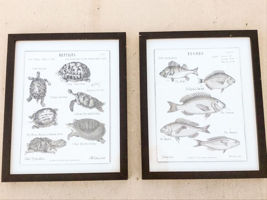 Pair Of Framed Prints Of Reptiles And Fishes 13.5' X 16.5' [Photo 1]