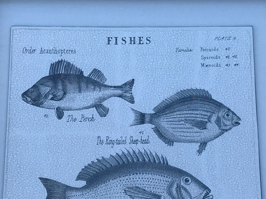 Pair Of Framed Prints Of Reptiles And Fishes 13.5' X 16.5' [Photo 3]