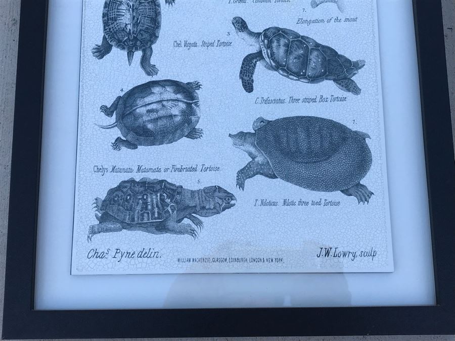Pair Of Framed Prints Of Reptiles And Fishes 13.5' X 16.5' [Photo 7]