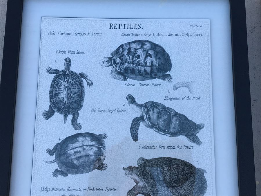 Pair Of Framed Prints Of Reptiles And Fishes 13.5' X 16.5' [Photo 6]
