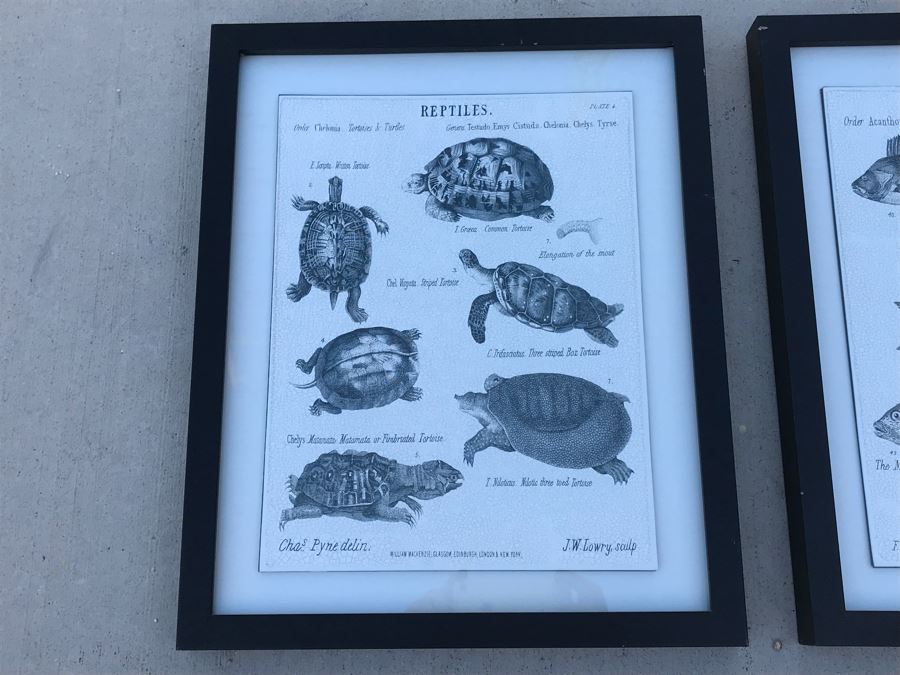 Pair Of Framed Prints Of Reptiles And Fishes 13.5' X 16.5' [Photo 5]