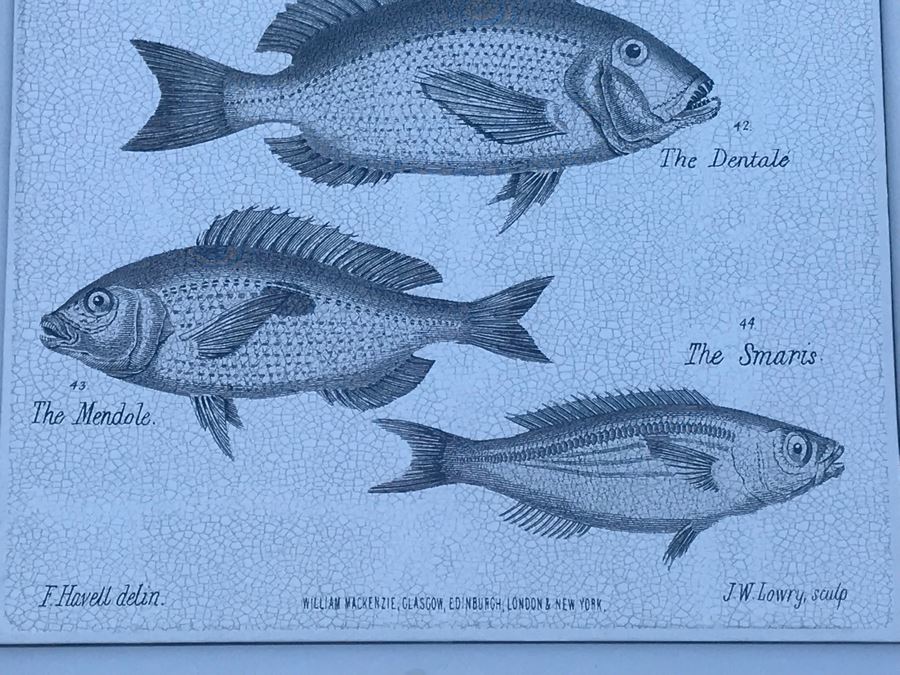 Pair Of Framed Prints Of Reptiles And Fishes 13.5' X 16.5' [Photo 4]