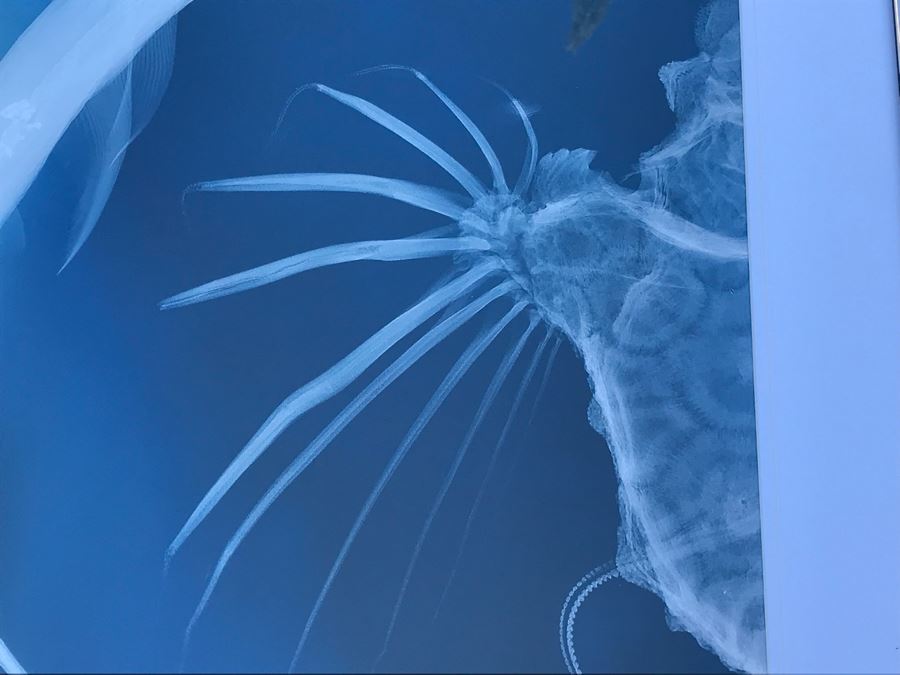 Framed Hammerhead Shark Picture Retails $99 25' X 29.5' [Photo 3]