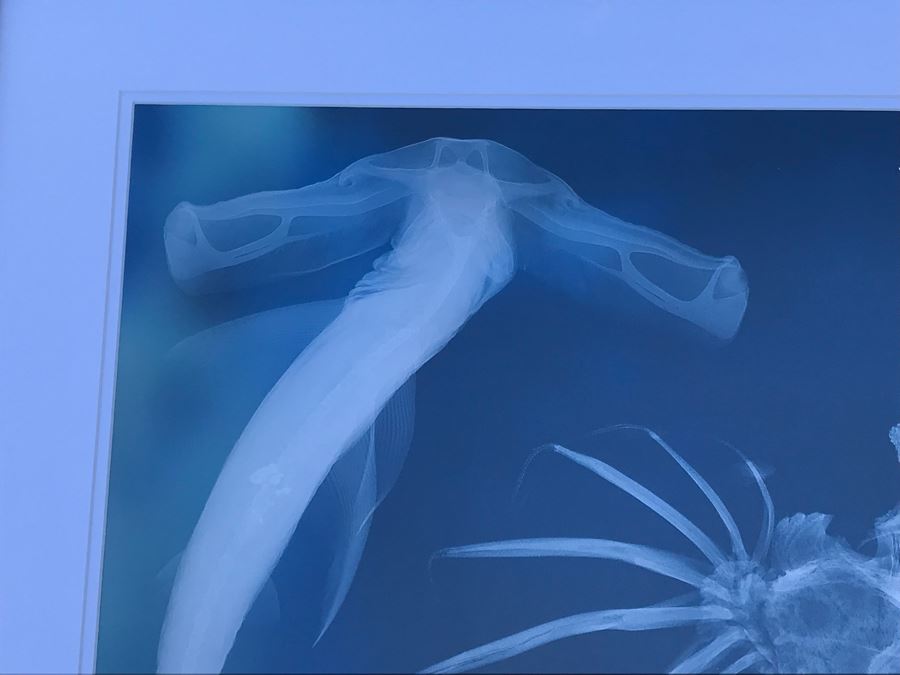 Framed Hammerhead Shark Picture Retails $99 25' X 29.5' [Photo 2]