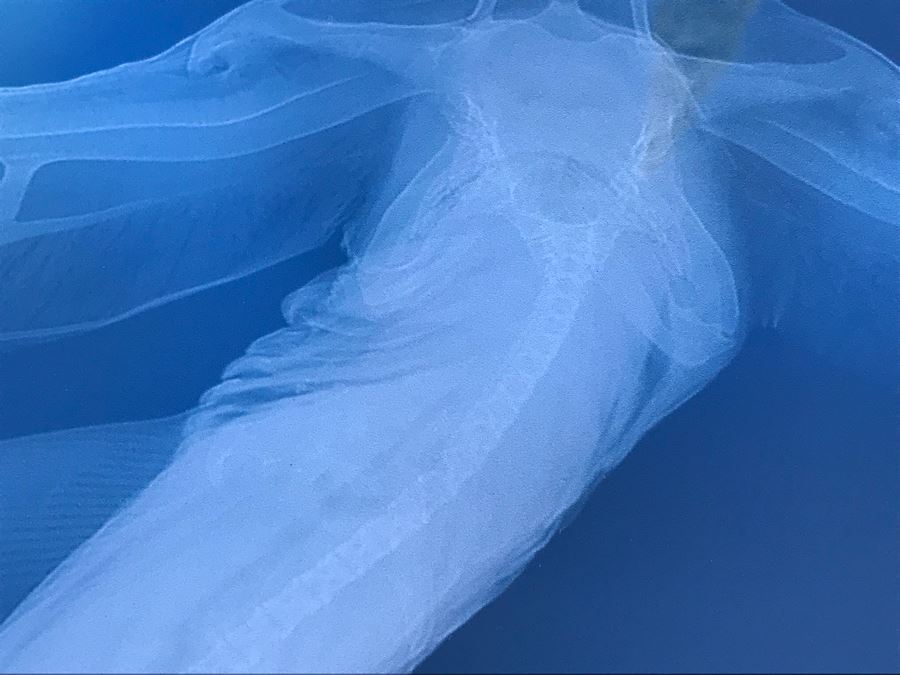 Framed Hammerhead Shark Picture Retails $99 25' X 29.5' [Photo 6]