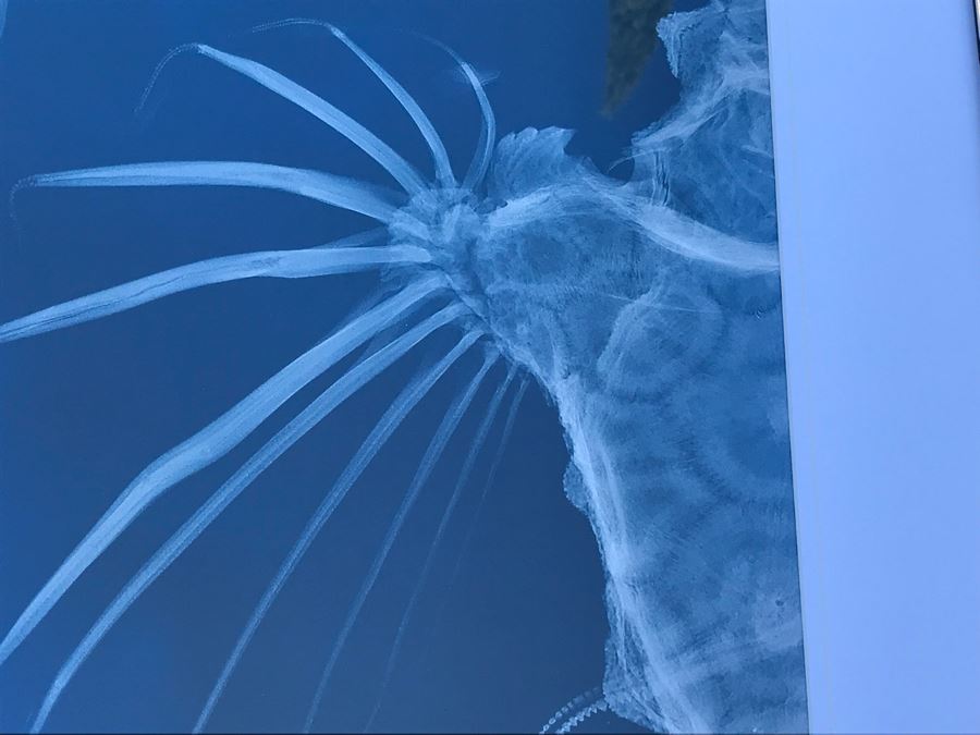 Framed Hammerhead Shark Picture Retails $99 25' X 29.5' [Photo 4]