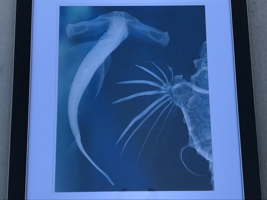 Framed Hammerhead Shark Picture Retails $99 25' X 29.5'