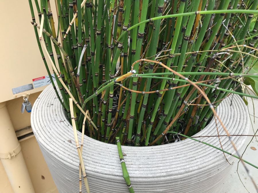 JUST ADDED - Pair Of Large Tapered Round Outdoor Planters With Bamboo Plants - Large Pot Is 4'H And Apx 8'H With Bamboo - WILL Require Professional Delivery Due To Extreme Weight And Size [Photo 4]