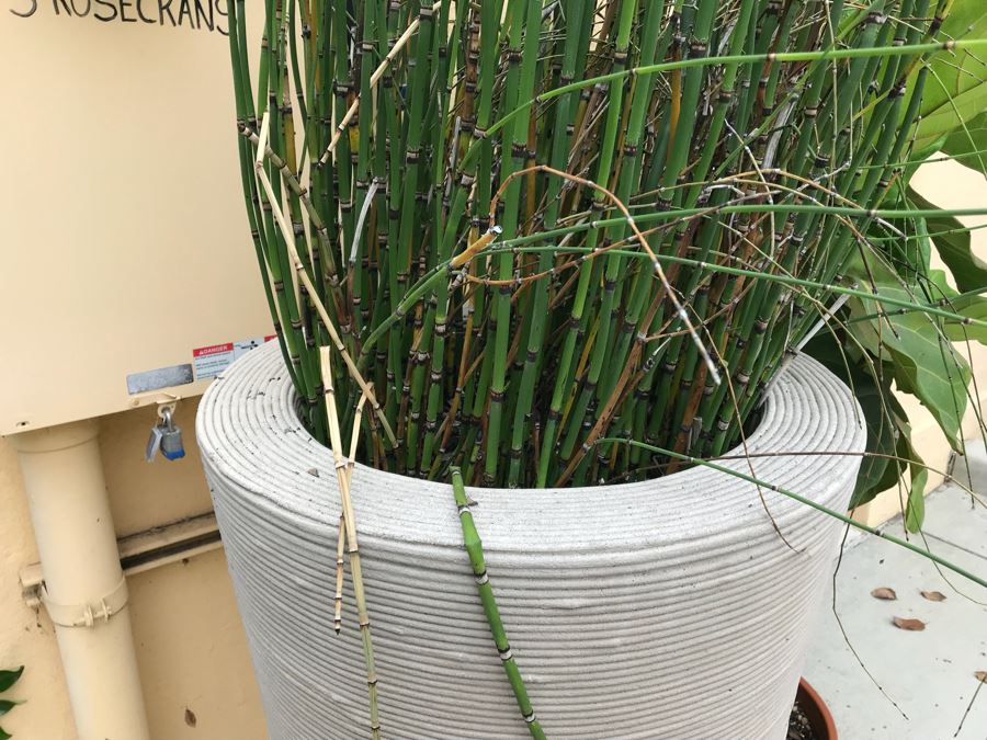 JUST ADDED - Pair Of Large Tapered Round Outdoor Planters With Bamboo Plants - Large Pot Is 4'H And Apx 8'H With Bamboo - WILL Require Professional Delivery Due To Extreme Weight And Size [Photo 5]
