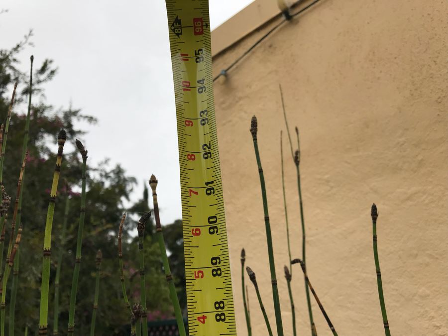 JUST ADDED - Pair Of Large Tapered Round Outdoor Planters With Bamboo Plants - Large Pot Is 4'H And Apx 8'H With Bamboo - WILL Require Professional Delivery Due To Extreme Weight And Size [Photo 10]