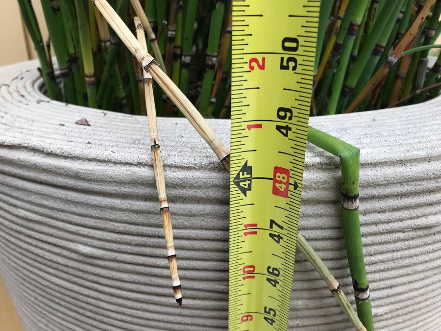 JUST ADDED - Pair Of Large Tapered Round Outdoor Planters With Bamboo Plants - Large Pot Is 4'H And Apx 8'H With Bamboo - WILL Require Professional Delivery Due To Extreme Weight And Size [Photo 9]