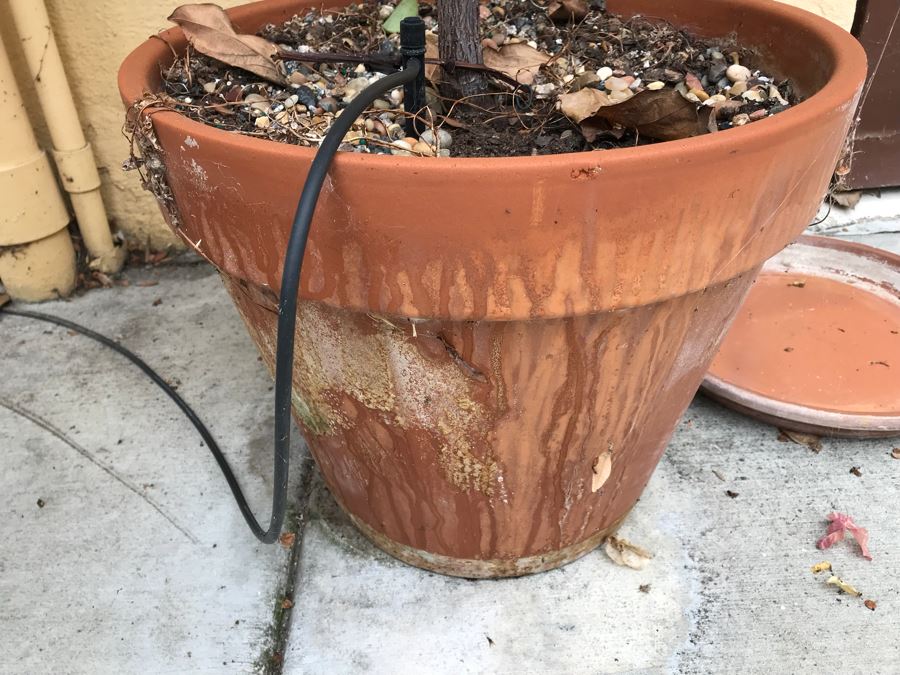 JUST ADDED - Potted Tree Plant [Photo 4]