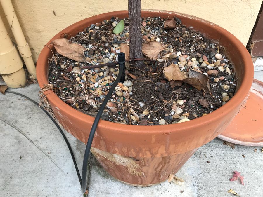 JUST ADDED - Potted Tree Plant [Photo 3]