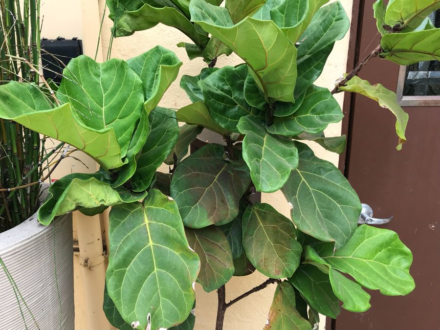 JUST ADDED - Potted Tree Plant [Photo 2]