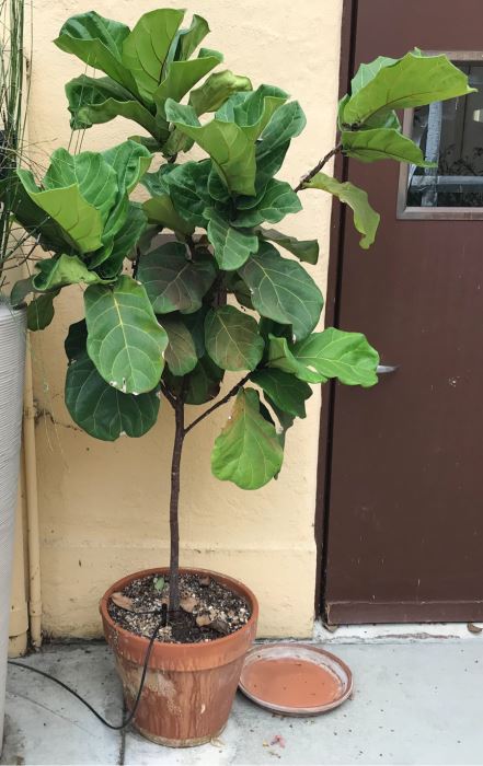 JUST ADDED - Potted Tree Plant