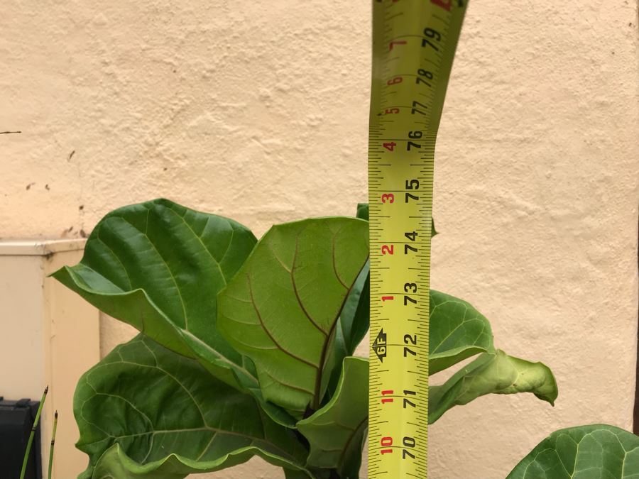 JUST ADDED - Potted Tree Plant [Photo 6]