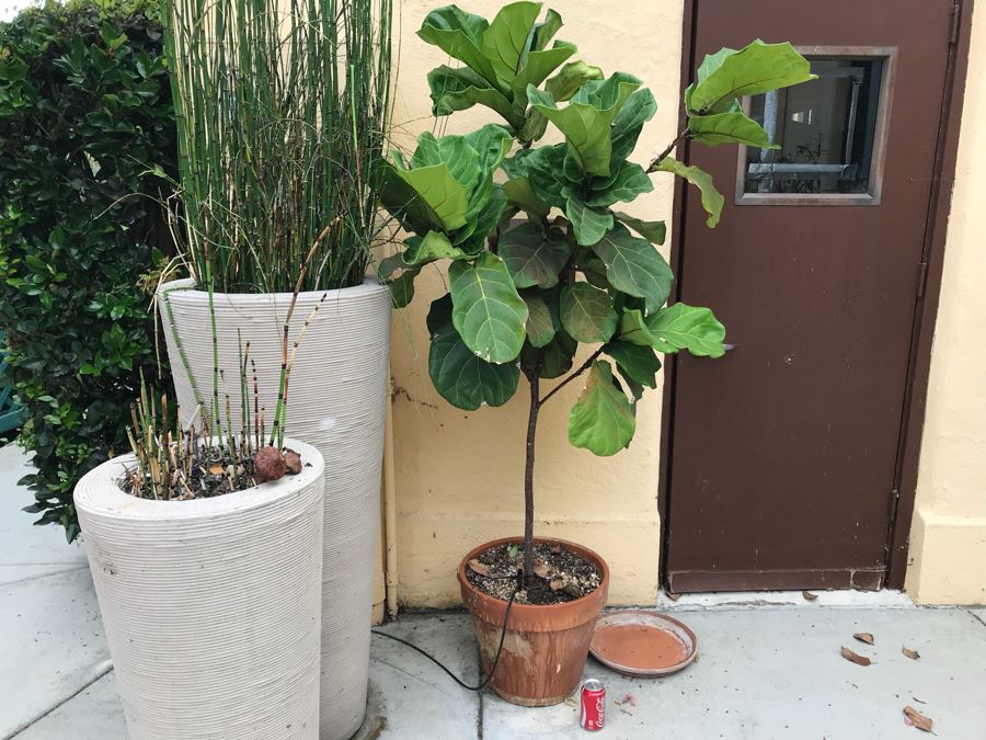 JUST ADDED - Potted Tree Plant [Photo 5]