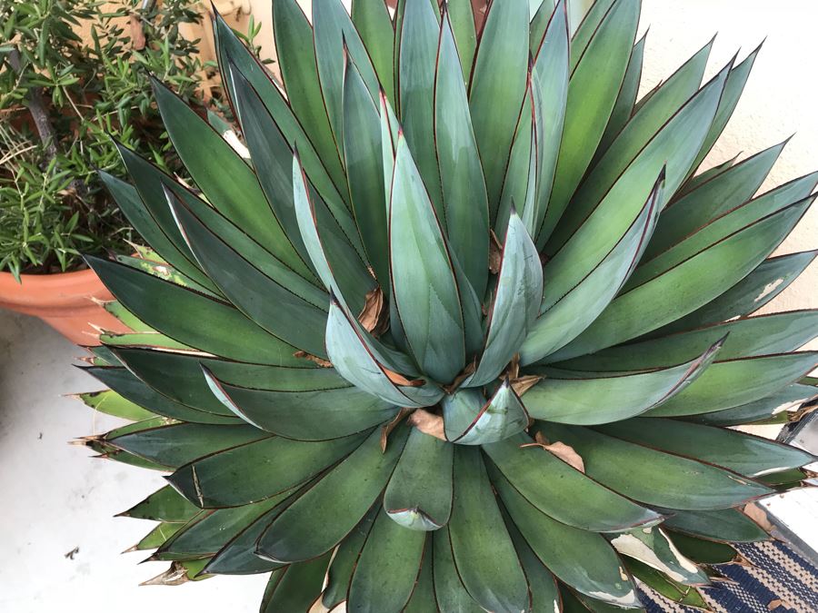 JUST ADDED - Pair Of Foam Planters With Plants (Both Sides Of Door) [Photo 8]