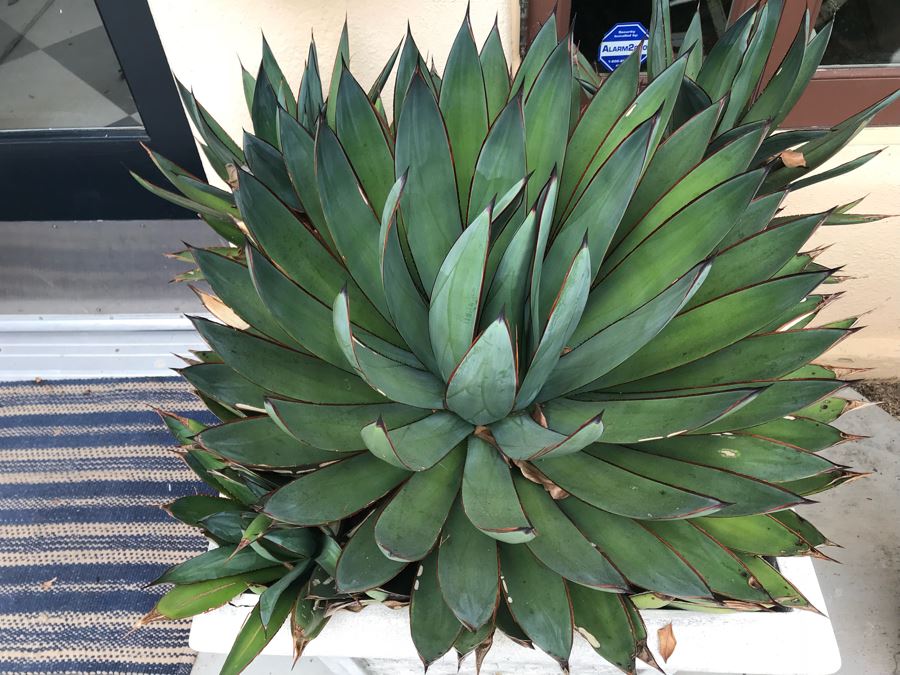 JUST ADDED - Pair Of Foam Planters With Plants (Both Sides Of Door) [Photo 3]