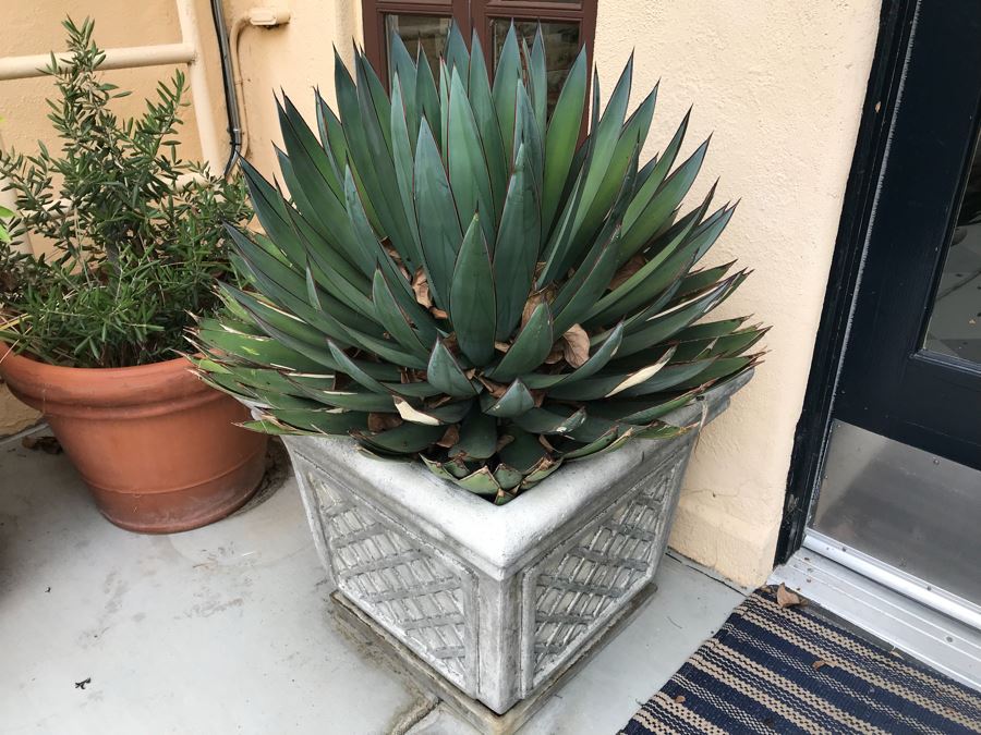 JUST ADDED - Pair Of Foam Planters With Plants (Both Sides Of Door) [Photo 7]