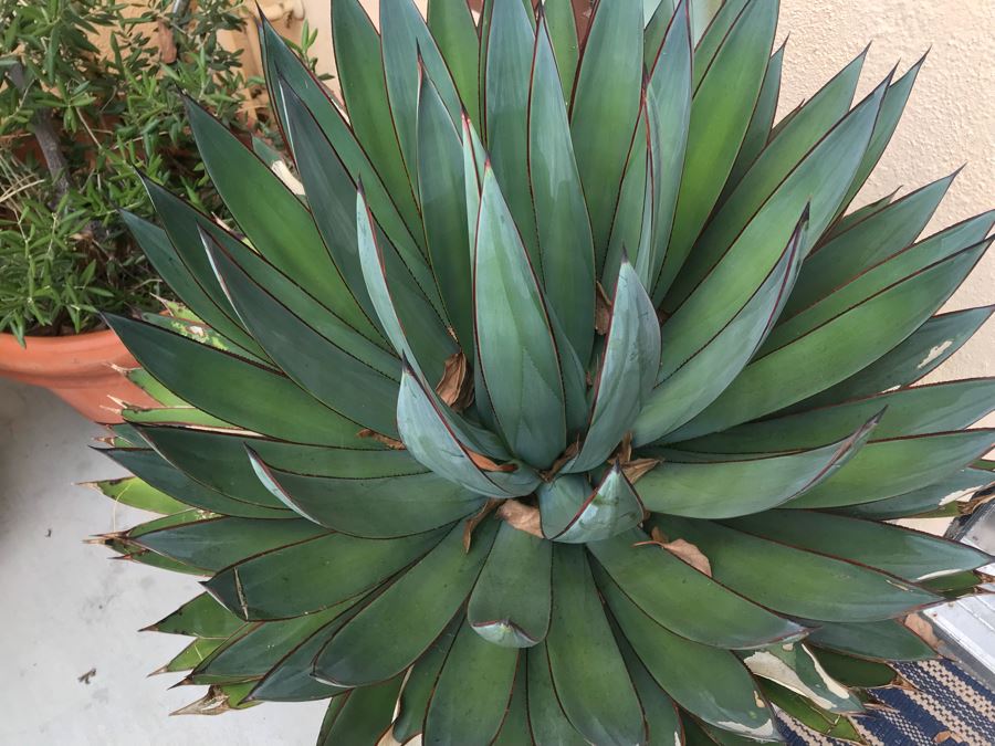 JUST ADDED - Pair Of Foam Planters With Plants (Both Sides Of Door) [Photo 9]