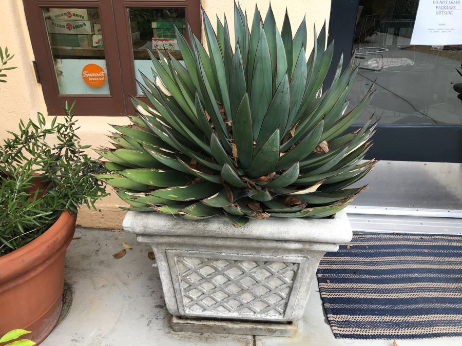 JUST ADDED - Pair Of Foam Planters With Plants (Both Sides Of Door) [Photo 10]