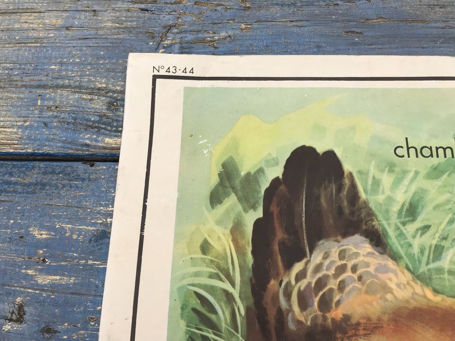 JUST ADDED - Vintage French School Poster Double-Sided Chicken And Egg On One Side, Hatching Butterfly On Other Editions Rossignol - Montmorillon (Vienne) [Photo 4]