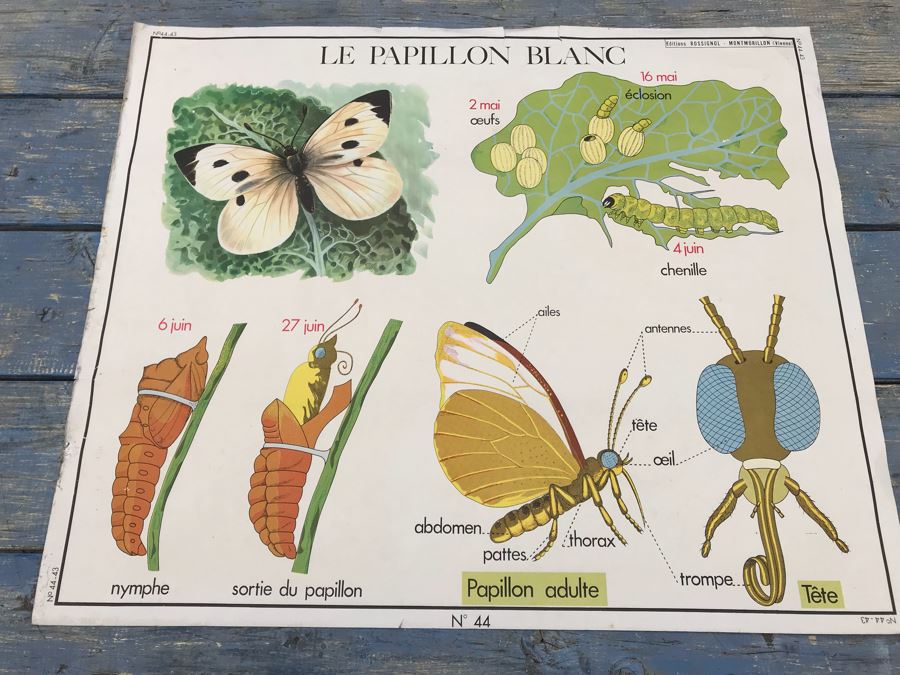 JUST ADDED - Vintage French School Poster Double-Sided Chicken And Egg On One Side, Hatching Butterfly On Other Editions Rossignol - Montmorillon (Vienne) [Photo 13]