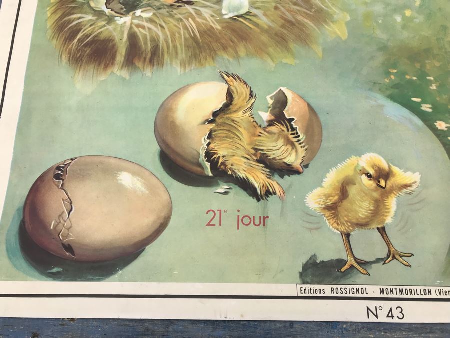 JUST ADDED - Vintage French School Poster Double-Sided Chicken And Egg On One Side, Hatching Butterfly On Other Editions Rossignol - Montmorillon (Vienne) [Photo 6]