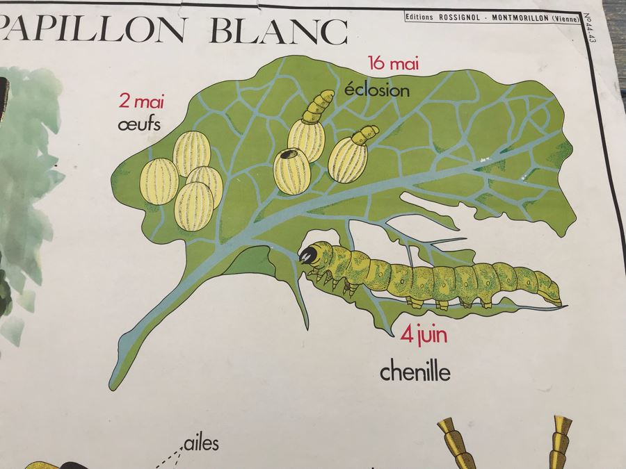 JUST ADDED - Vintage French School Poster Double-Sided Chicken And Egg On One Side, Hatching Butterfly On Other Editions Rossignol - Montmorillon (Vienne) [Photo 17]