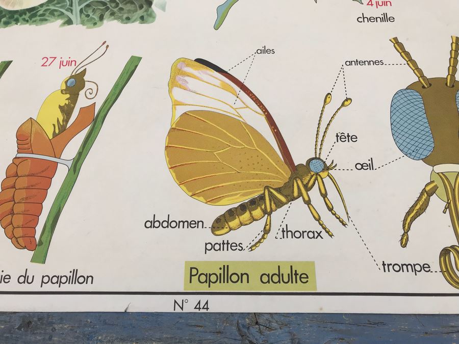JUST ADDED - Vintage French School Poster Double-Sided Chicken And Egg On One Side, Hatching Butterfly On Other Editions Rossignol - Montmorillon (Vienne) [Photo 19]