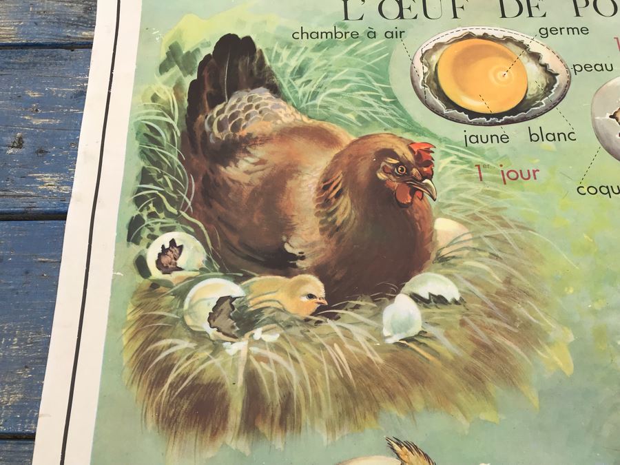 JUST ADDED - Vintage French School Poster Double-Sided Chicken And Egg On One Side, Hatching Butterfly On Other Editions Rossignol - Montmorillon (Vienne) [Photo 3]