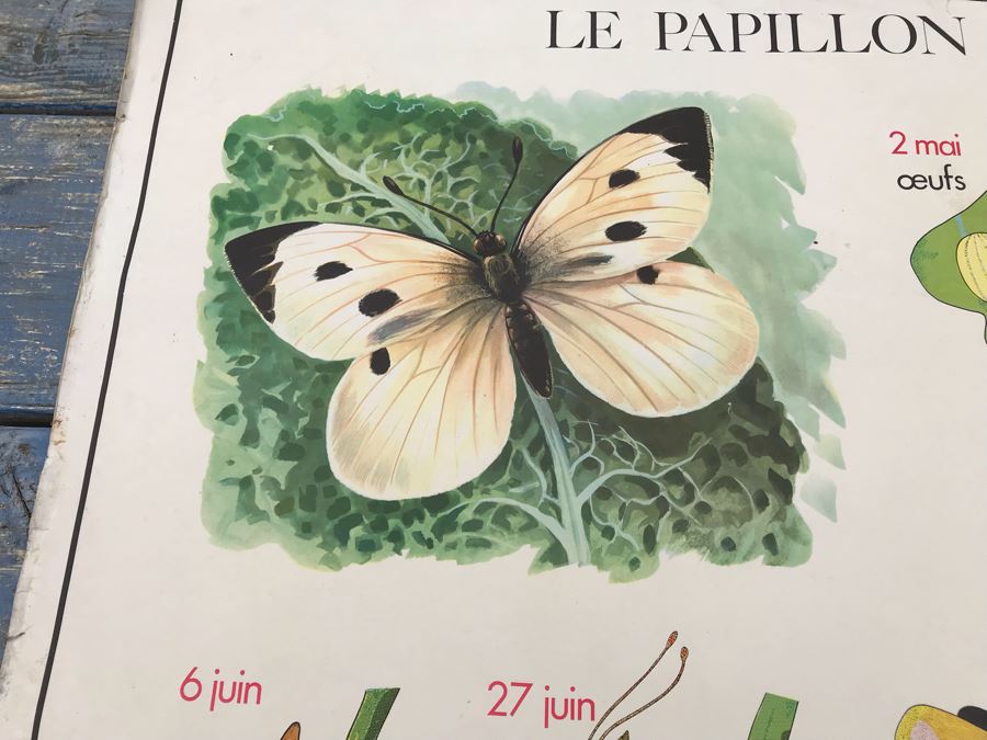 JUST ADDED - Vintage French School Poster Double-Sided Chicken And Egg On One Side, Hatching Butterfly On Other Editions Rossignol - Montmorillon (Vienne) [Photo 16]