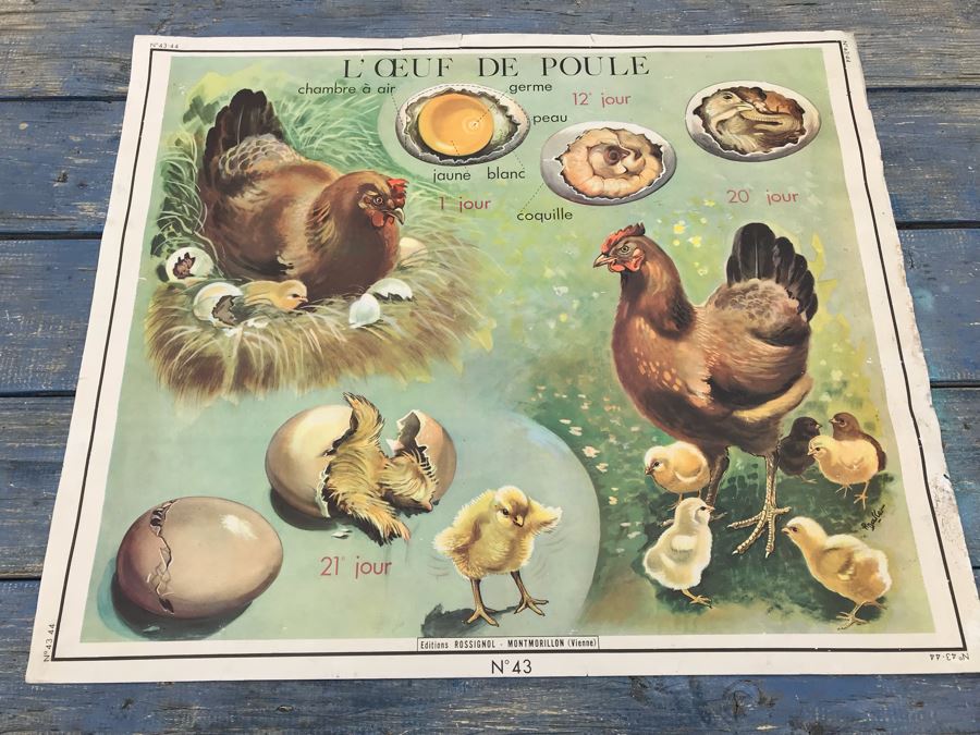 JUST ADDED - Vintage French School Poster Double-Sided Chicken And Egg On One Side, Hatching Butterfly On Other Editions Rossignol - Montmorillon (Vienne) [Photo 1]