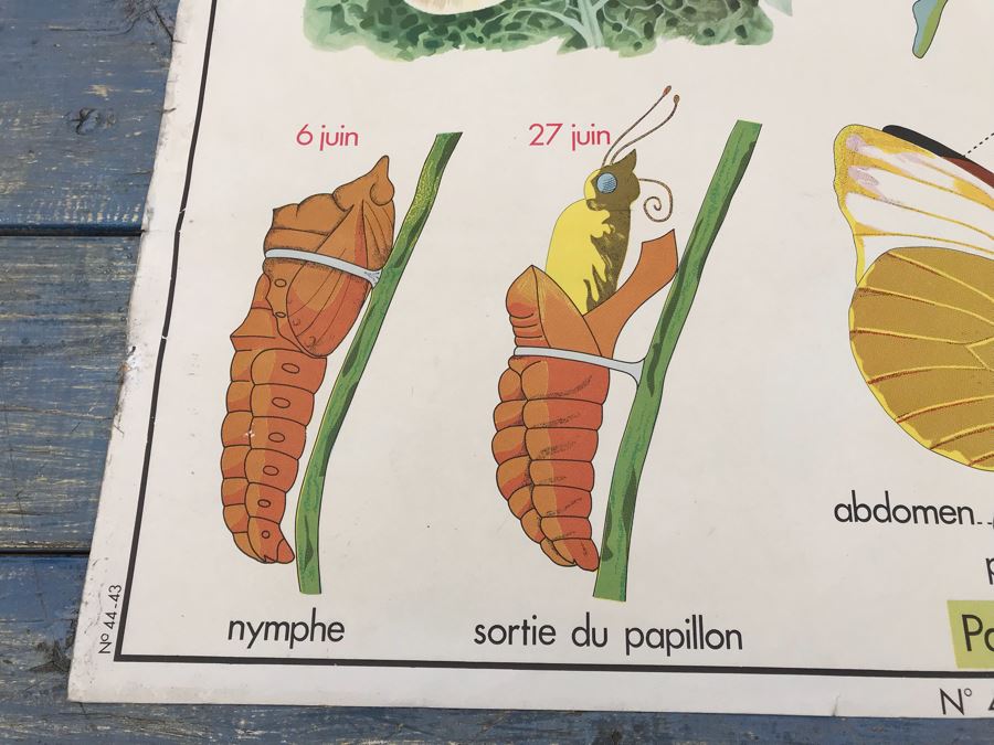 JUST ADDED - Vintage French School Poster Double-Sided Chicken And Egg On One Side, Hatching Butterfly On Other Editions Rossignol - Montmorillon (Vienne) [Photo 18]
