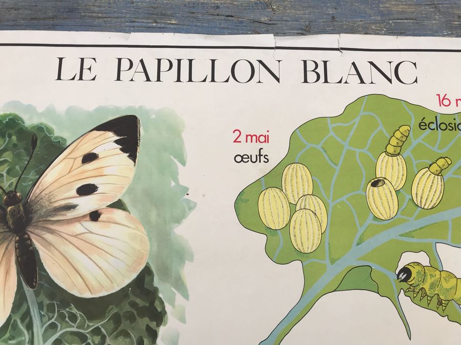 JUST ADDED - Vintage French School Poster Double-Sided Chicken And Egg On One Side, Hatching Butterfly On Other Editions Rossignol - Montmorillon (Vienne) [Photo 14]